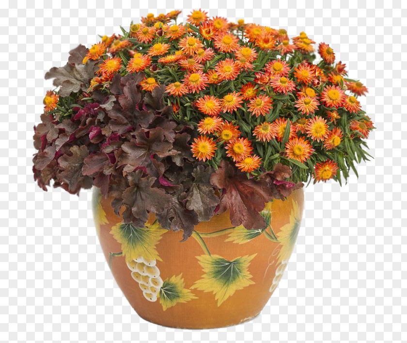 Plant Flowerpot Floral Design Cut Flowers Strawflower PNG