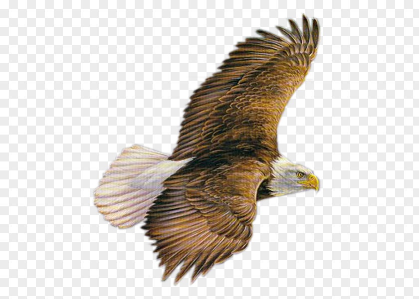 Eagle Bald GIF Image PNG