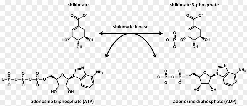 Enzyme Shikimic Acid Shikimate Kinase Pathway Protein PNG