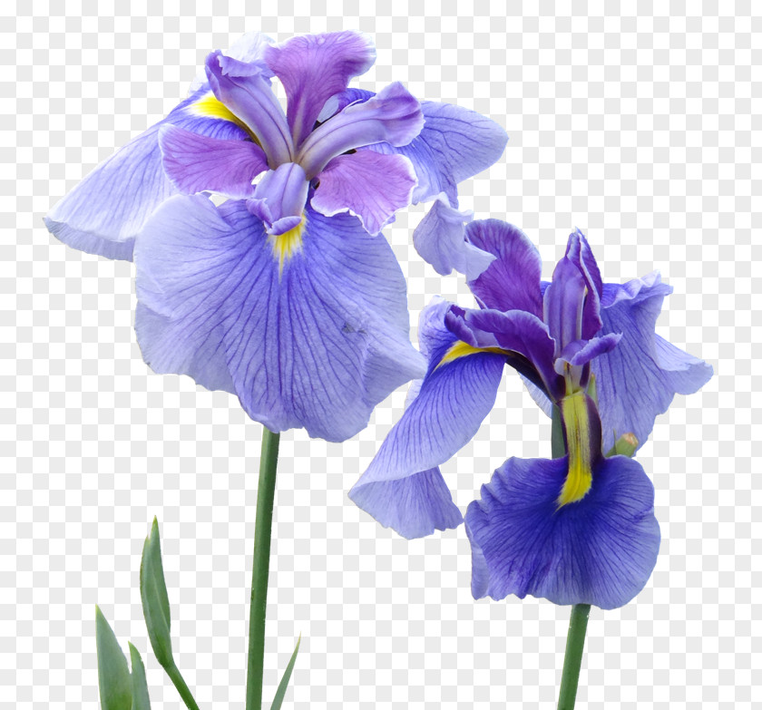 Flower Violet Irises Perfume Patchouli PNG