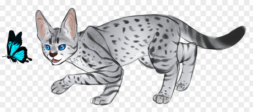Y Wildcat Kitten Tabby Cat Mammal PNG