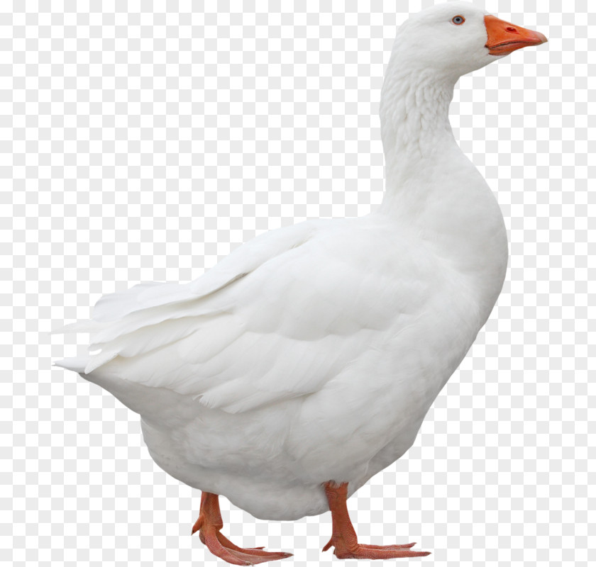 A Goose Emden Domestic Ganso Duck PNG
