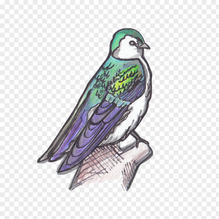 Bird Beak Birdwatching Violet-green Swallow PNG
