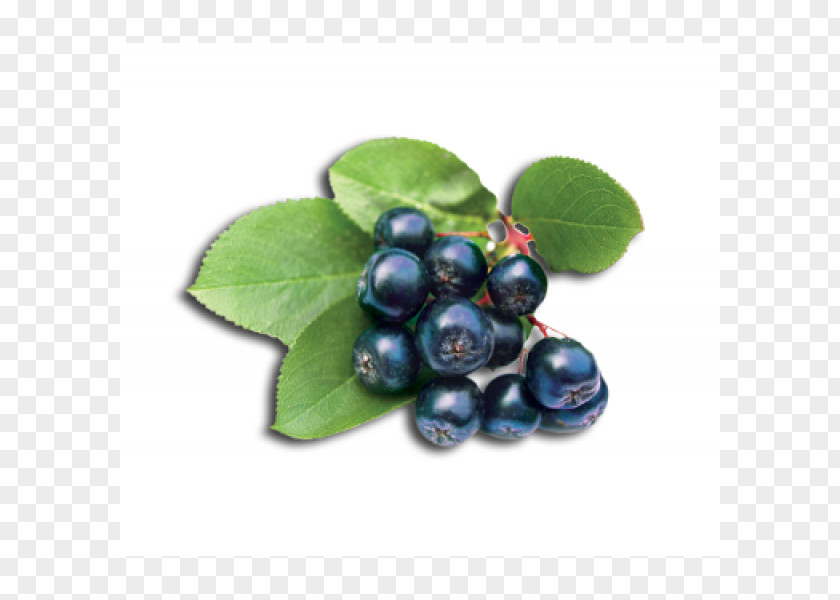 Blueberry Tea Aronia Melanocarpa Lingonberry Bilberry PNG
