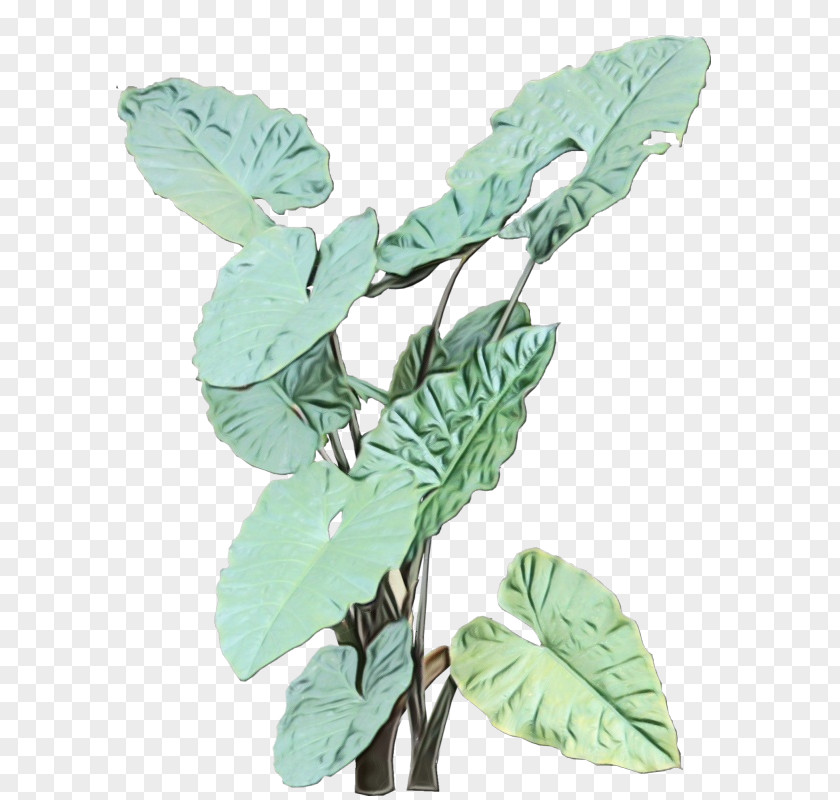 Herbaceous Plant Stem Flower Leaf Flowering Tree PNG