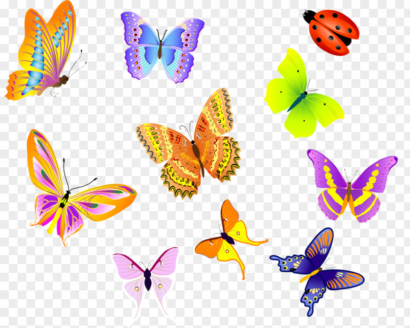 Insect Butterfly Clip Art Illustration Vector Graphics PNG
