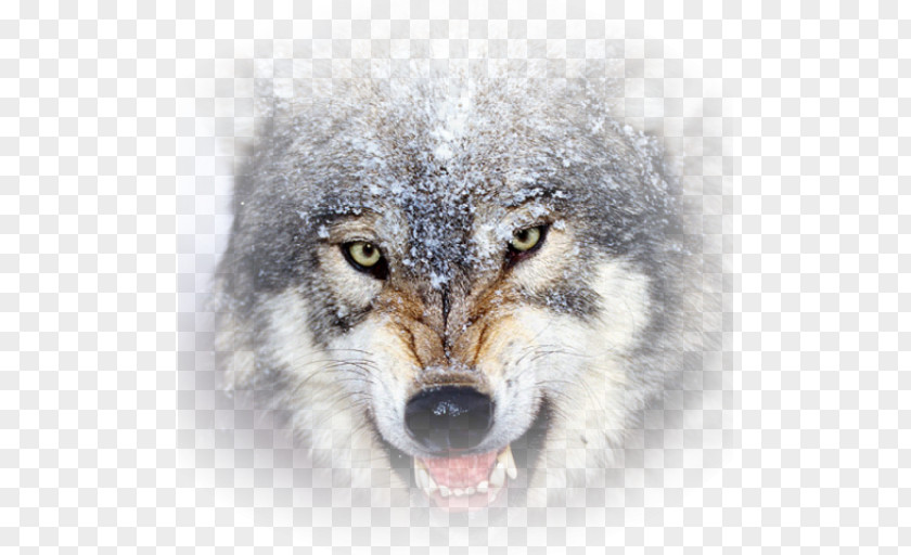 Lion Brain Game Animals Desktop Wallpaper Basset Hound Wolf Wallpapers PNG