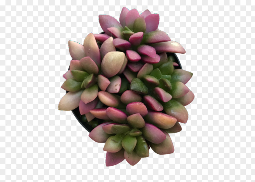 Painted Lady Succulent Plant Cactus Haworthia Turgida Plants PNG