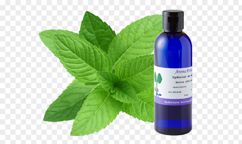 Peppermint Tea Mentha Spicata Water Mint Maghrebi PNG