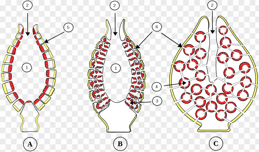 Spongilla Pinacocyte Choanocyte Biology Obelia PNG