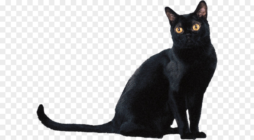 Black British Shorthair Bombay Cat American Burmese Brazilian PNG