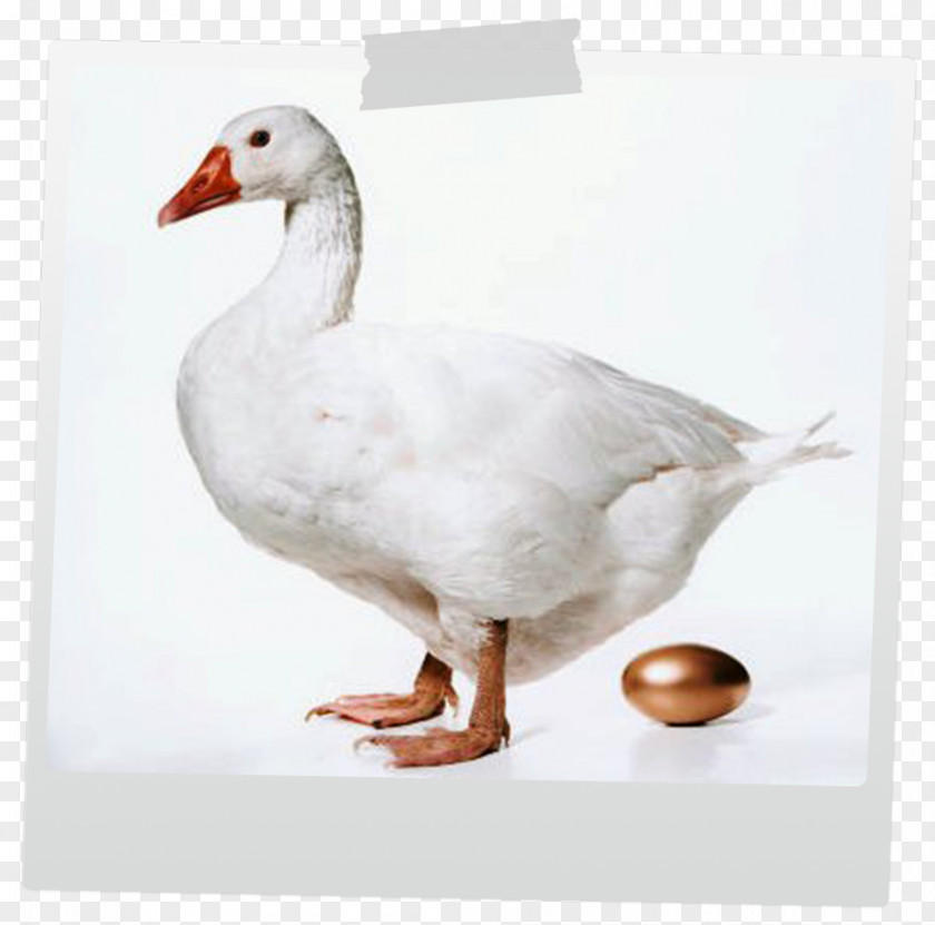 Goose The That Laid Golden Eggs Duck Greylag Roast PNG