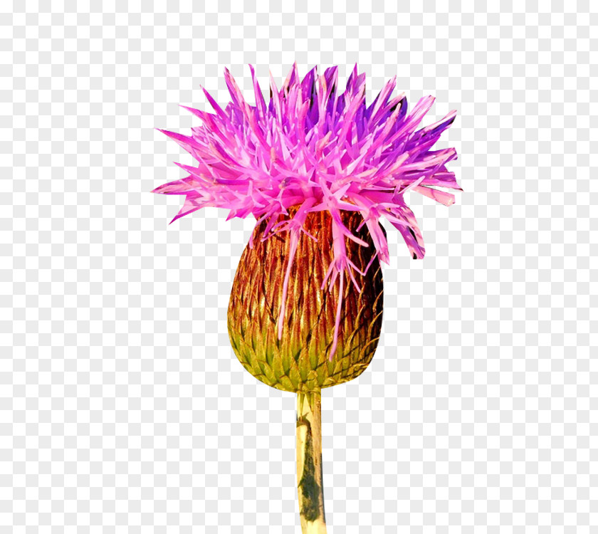 Milk Thistle Grass Powder PNG