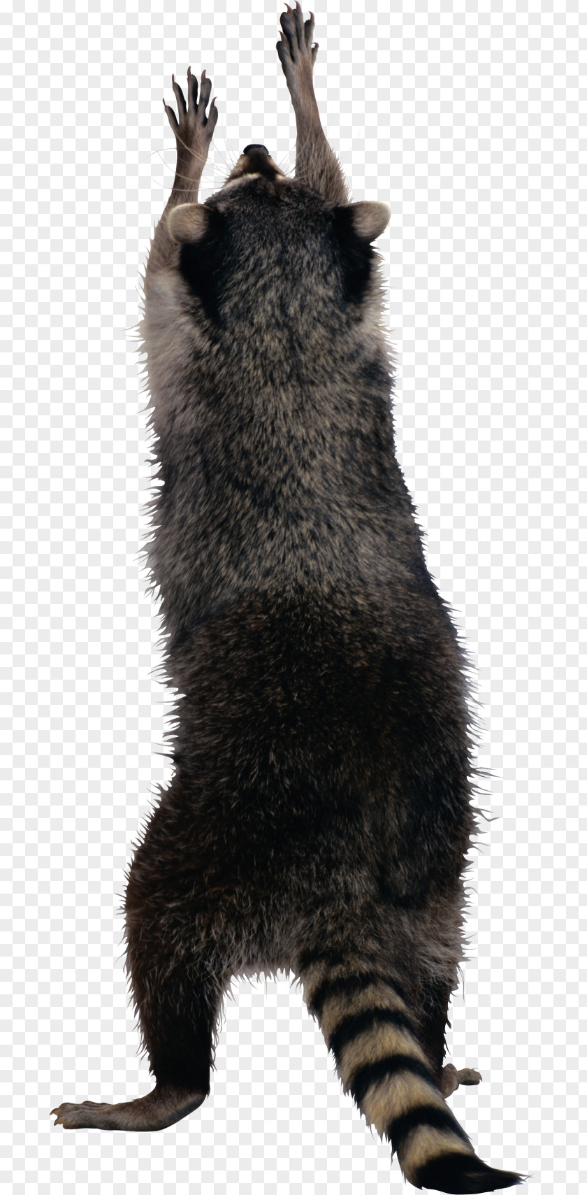 Raccoon Squirrel Clip Art PNG