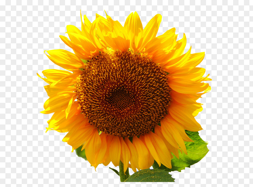 Sunflower Common Plant Seed PNG