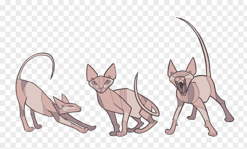 Vector Cat Sphynx Donskoy Kitten How To Draw Animals Drawing PNG