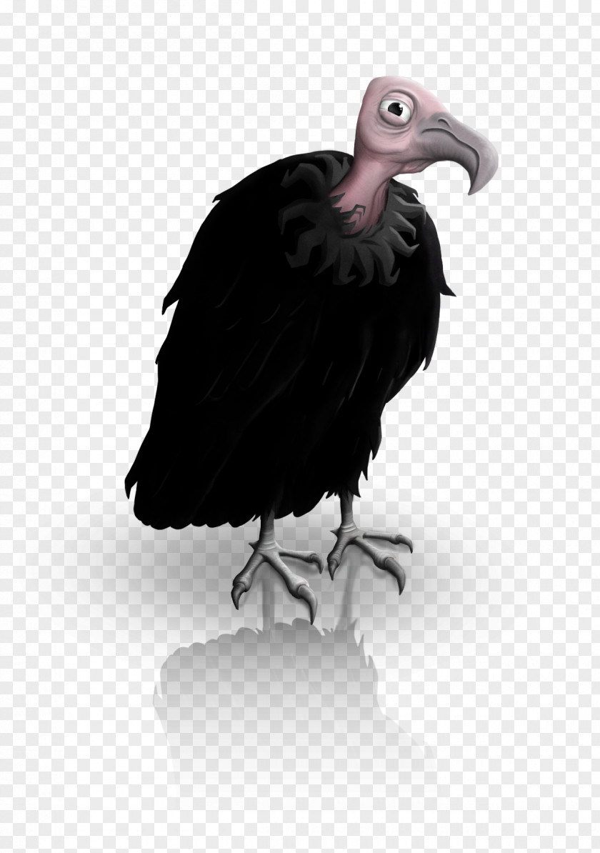 Vulture Beak PNG