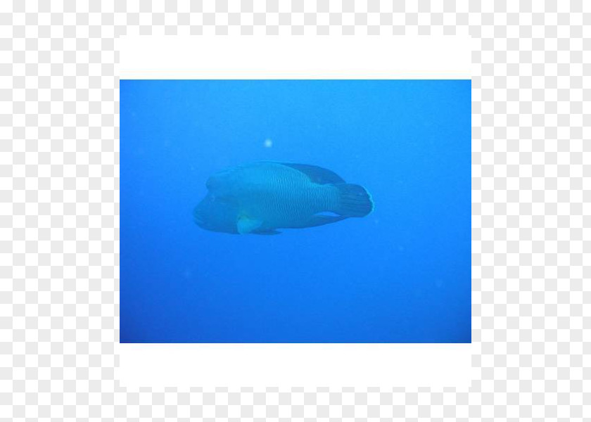 Ziemlich Marine Mammal Biology Fish PNG