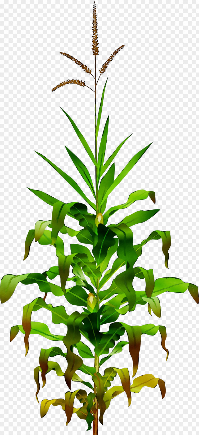 Clip Art Openclipart Corn Illustration PNG