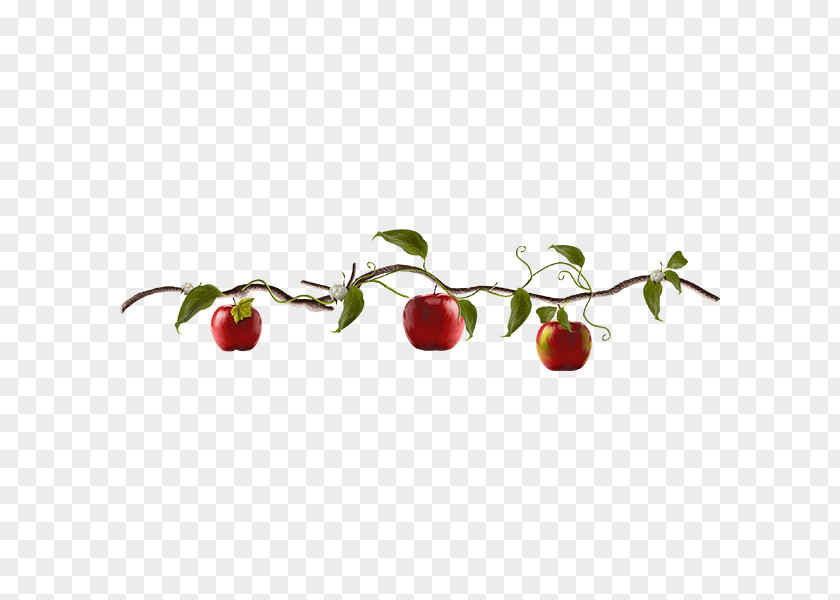 Creative Apple Tree Fruit Clip Art PNG