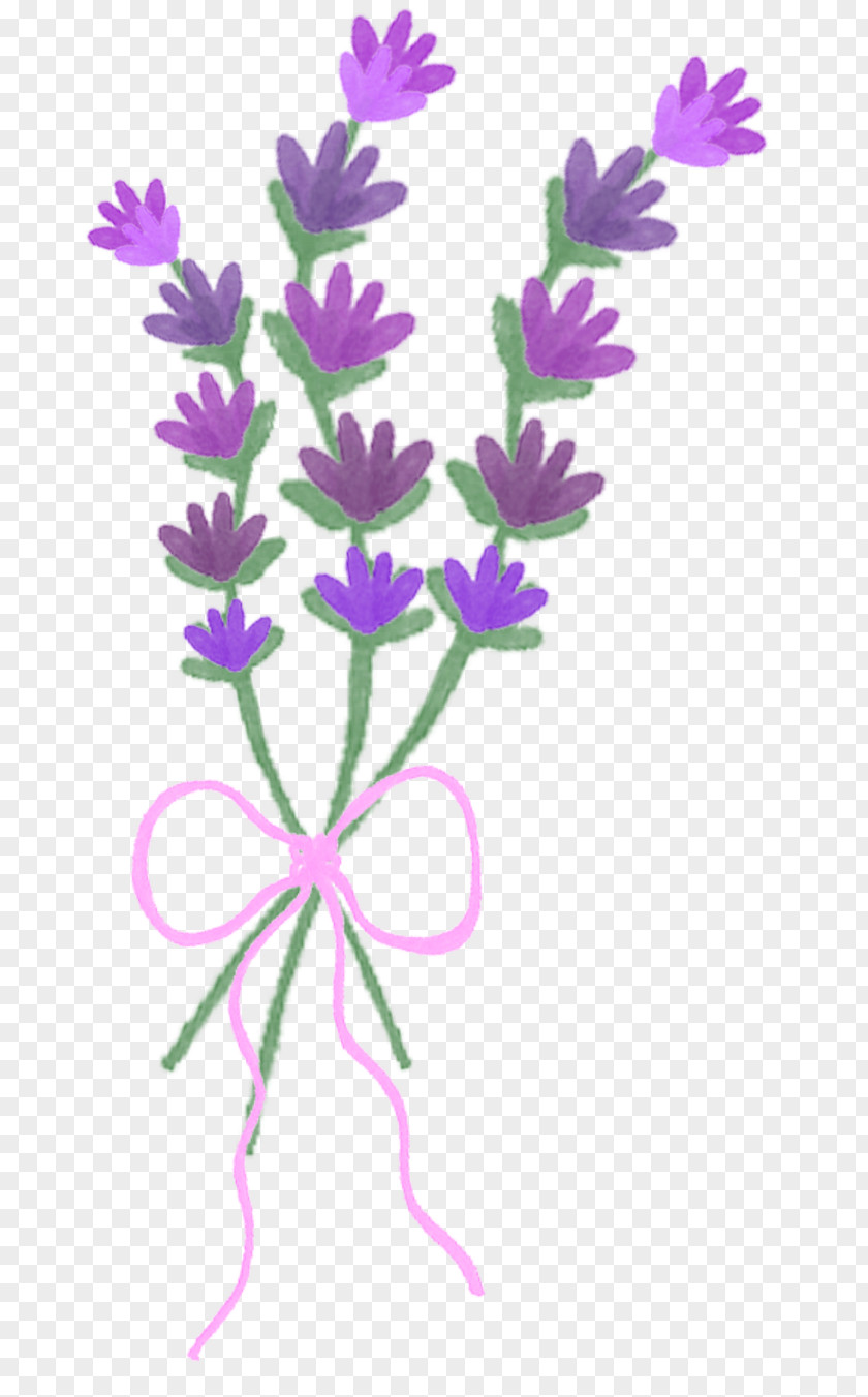 Lawenda Lavender Plant Stem Herbaceous PNG
