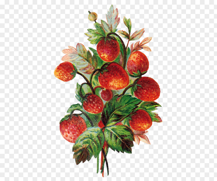Strawberry Fruit Food Auglis PNG