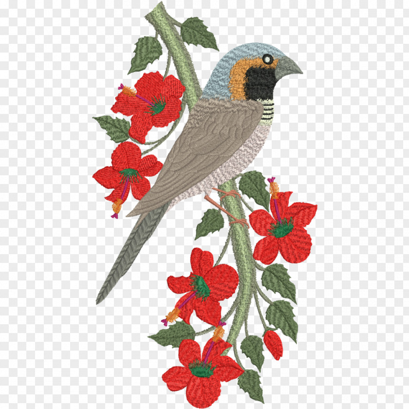 Bird Songbird Pictorella Mannikin Finches PNG