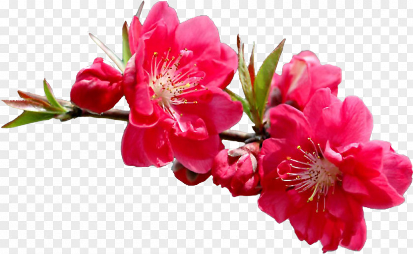 Camellia Border Flower Garden Roses Raster Graphics Clip Art PNG