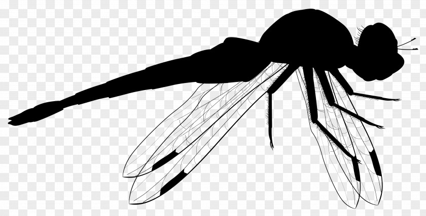 Clip Art Insect Product Design Line PNG