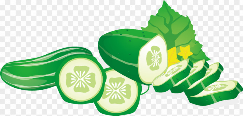 Cucumber Slices Vegetable Euclidean Vector Fruit PNG