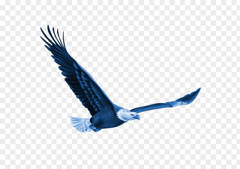 Eagle Bird Euclidean Vector Computer File PNG