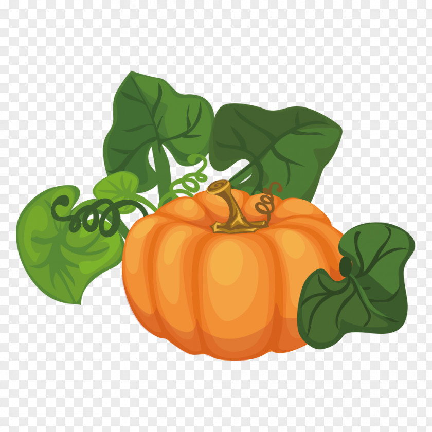 Pumpkin Calabaza Cucurbita Maxima Gourd Illustration PNG