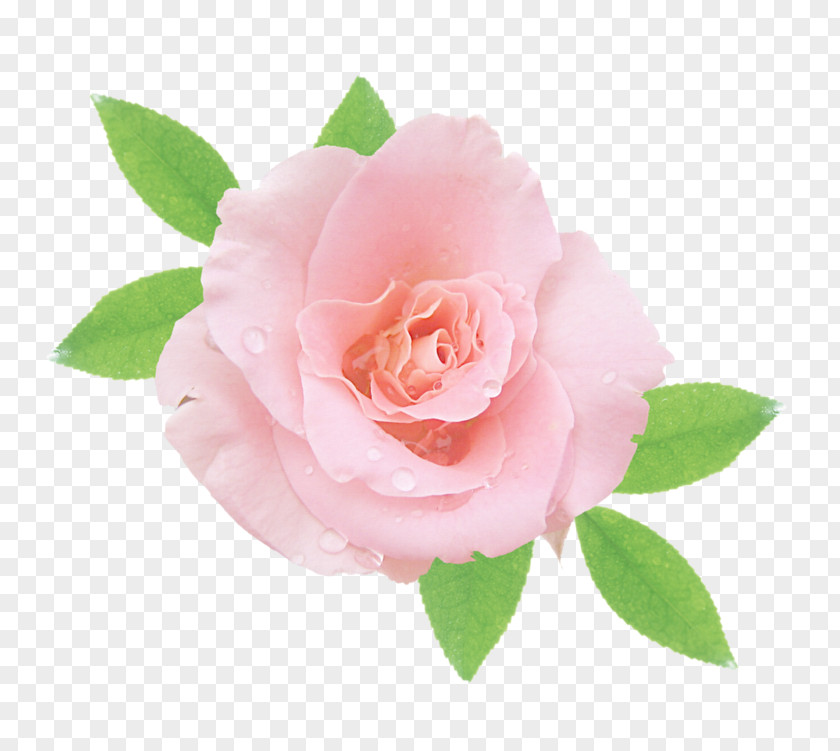 Sea Gul Garden Roses Cabbage Rose China Floribunda Pink PNG