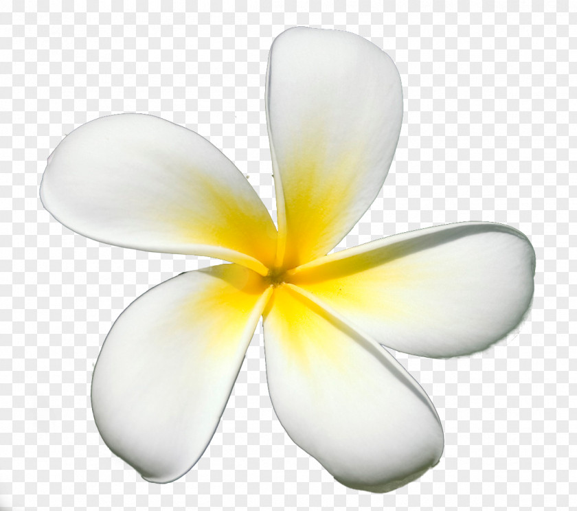 Frangipani Petal Flower Clip Art Image PNG