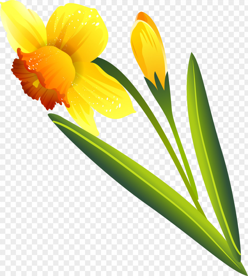 Narcissus Flower .ru .li Petal PNG