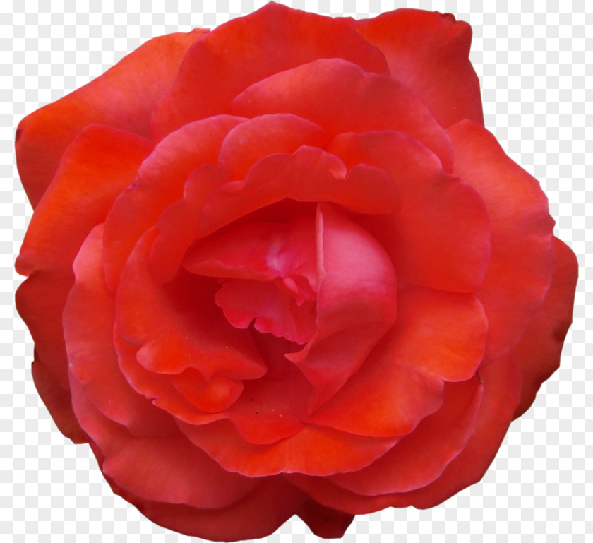 Peony Garden Roses Cabbage Rose China Floribunda Japanese Camellia PNG