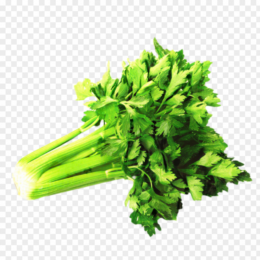 Rapini Parsley Family Flower Leaf PNG