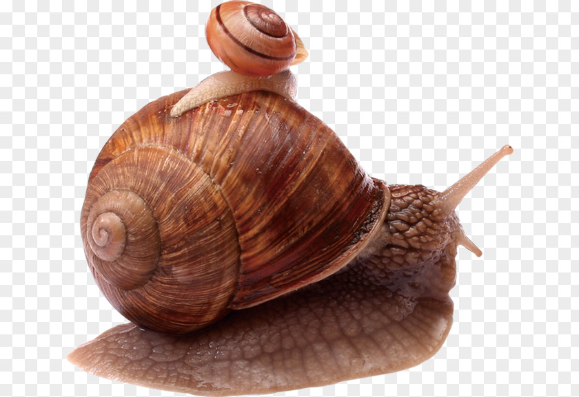 Snails Snail Escargot Orthogastropoda PNG