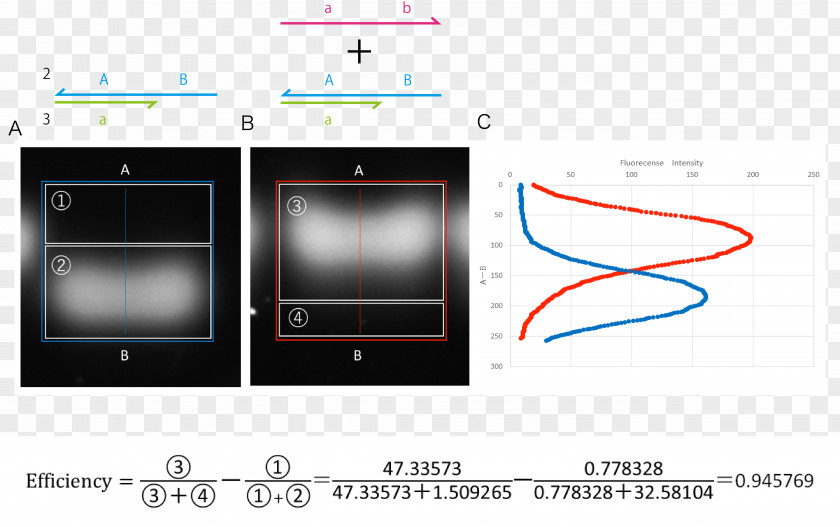 Electrophoresis Dna Analysis Molecule Gel Electronics Product PNG