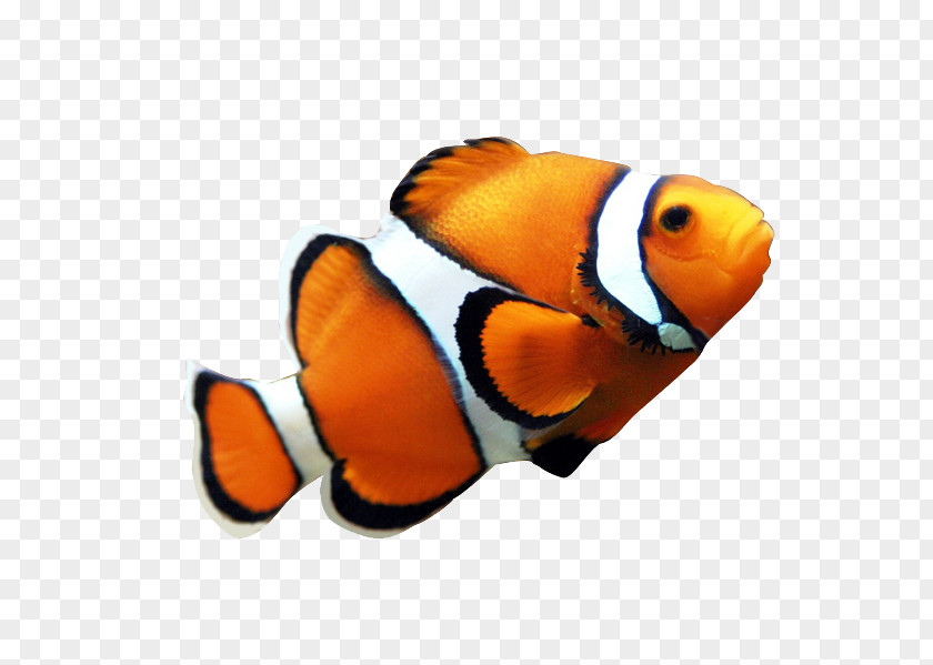 Fish Clownfish Coral Reef Angelfish Clip Art PNG