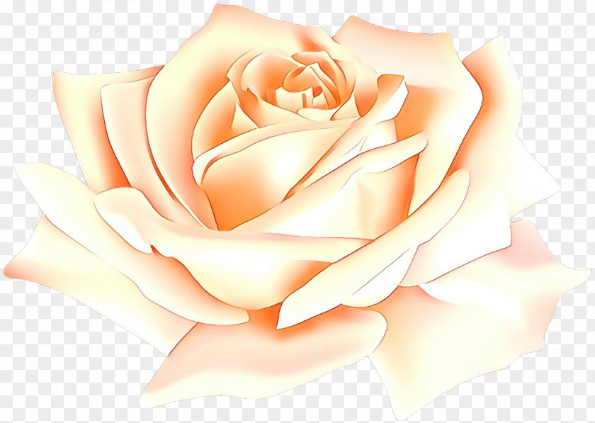 Floribunda Orange Garden Roses PNG
