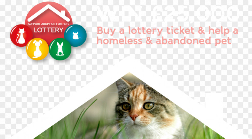 Lottery Ticket Cat Kitten Whiskers Pet Animal PNG