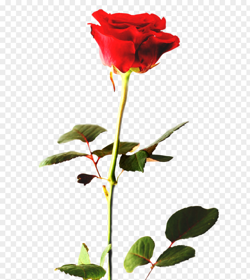 Rose Desktop Wallpaper Clip Art PNG