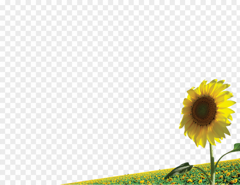 Sunflower Common Illustration PNG