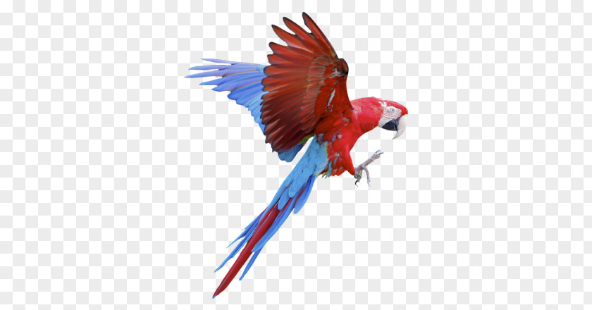 Cataloge Parrot Macaws Sticker Wall Decal PNG