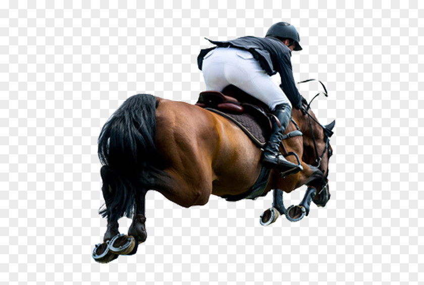 Horse Equestrian Stock Photography Show Jumping Royalty-free PNG
