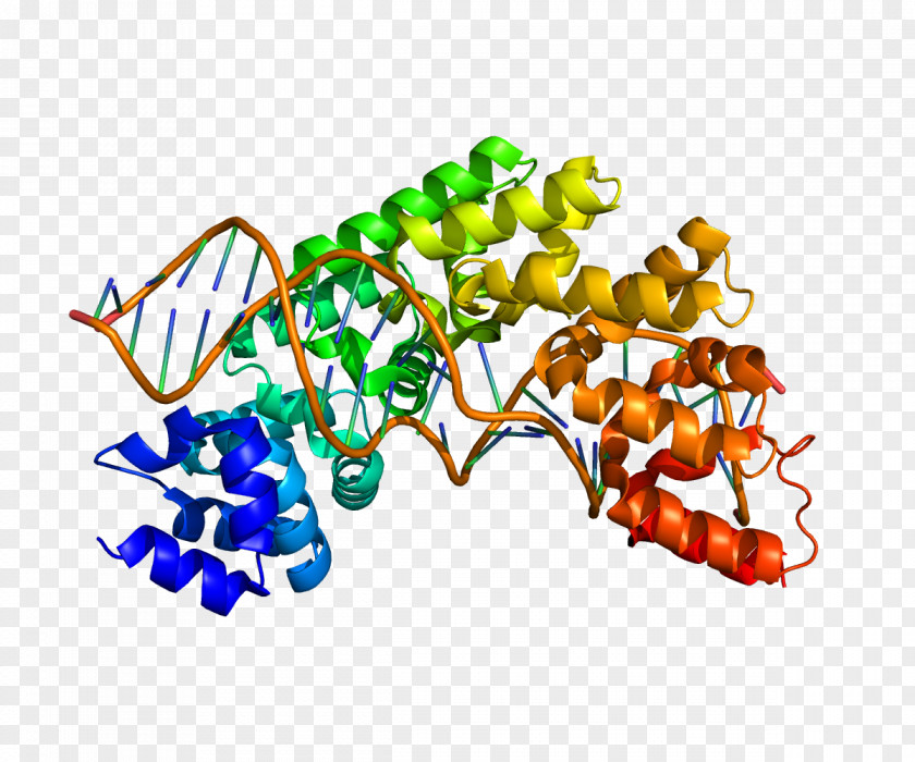 Retinoblastoma Protein MTERF Termination Factor Gene Human PNG