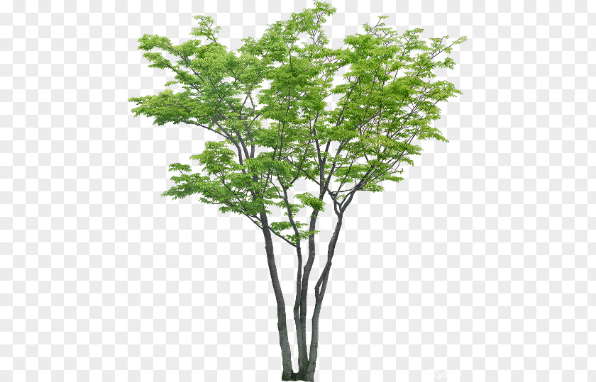 Tree Populus Nigra PNG
