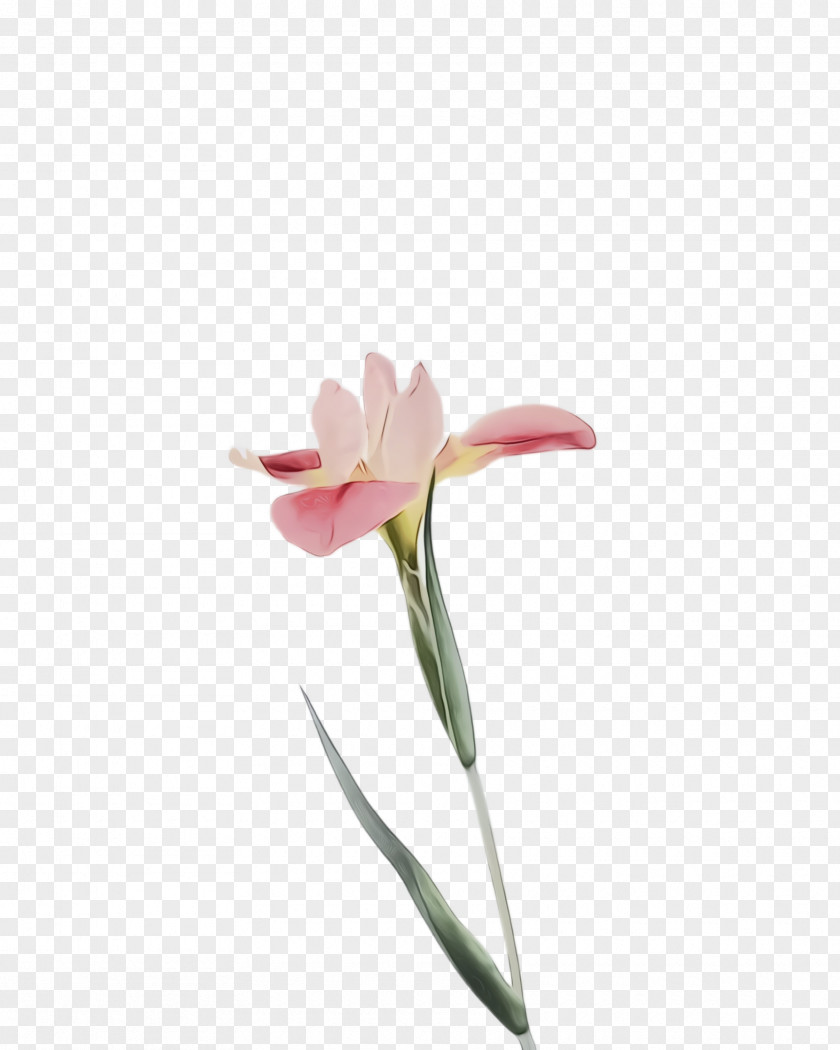Amaryllis Belladonna Plant Stem Flowering Flower Pink Petal PNG