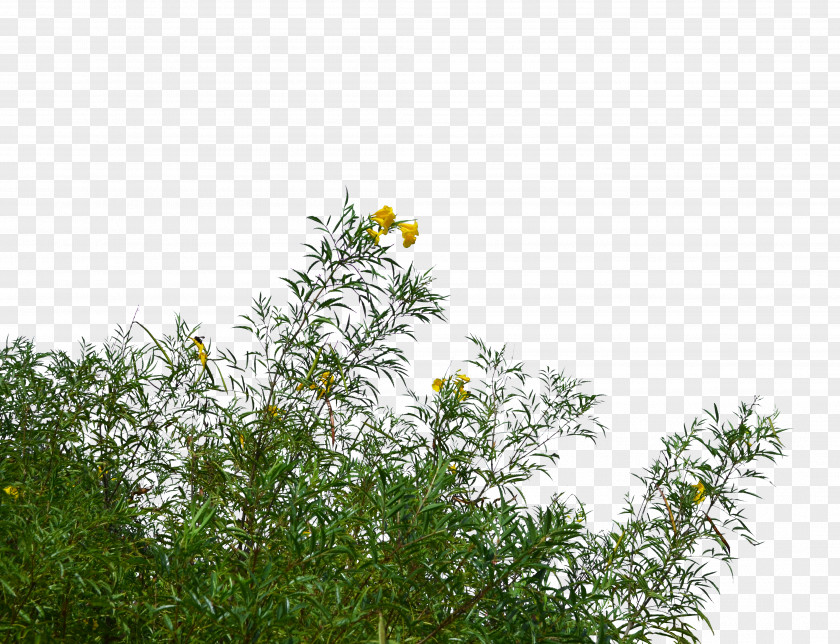 Bushes Flower Tree Photography PNG